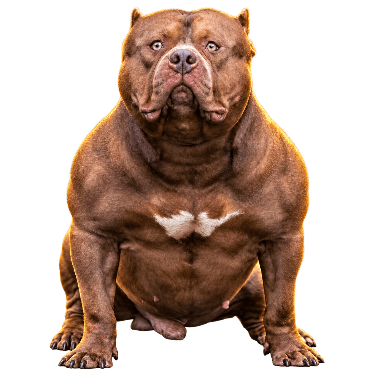 Cão RussDog em destaque